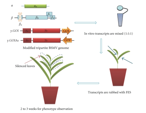 Virus-induced gene silencing, a post transcriptional gene silencing method.