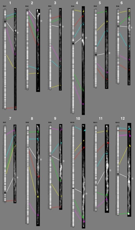 Assignment of genetic linkage maps to diploid Solanum tuberosum pachytene chromosomes by BAC-FISH technology.