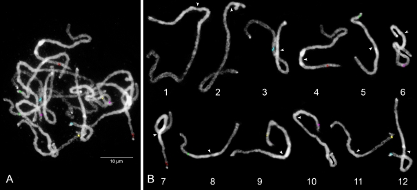 Assignment of genetic linkage maps to diploid Solanum tuberosum pachytene chromosomes by BAC-FISH technology.