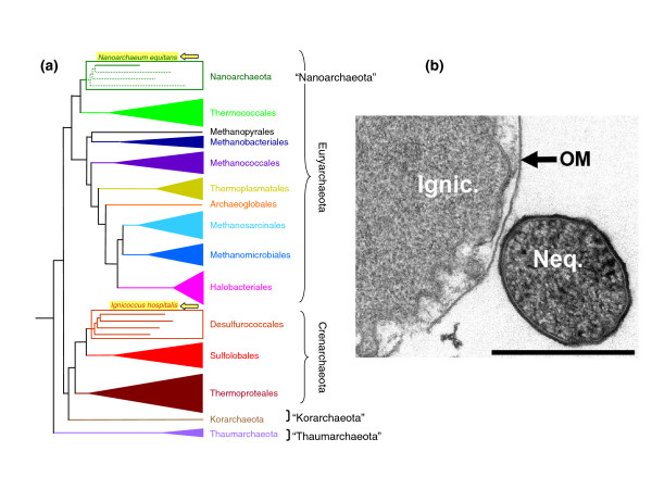 Happy together: genomic insights into the unique Nanoarchaeum/Ignicoccus association.