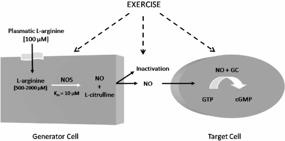 The role of exercise on L-arginine nitric oxide pathway in chronic heart failure.