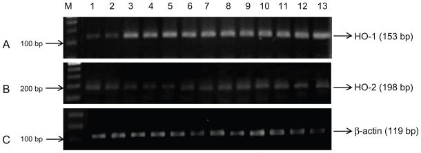 HO1 mRNA and Protein do not Change in Parallel in Bronchial Biopsies of Patients After Long Term Exposure to Sulfur Mustard.