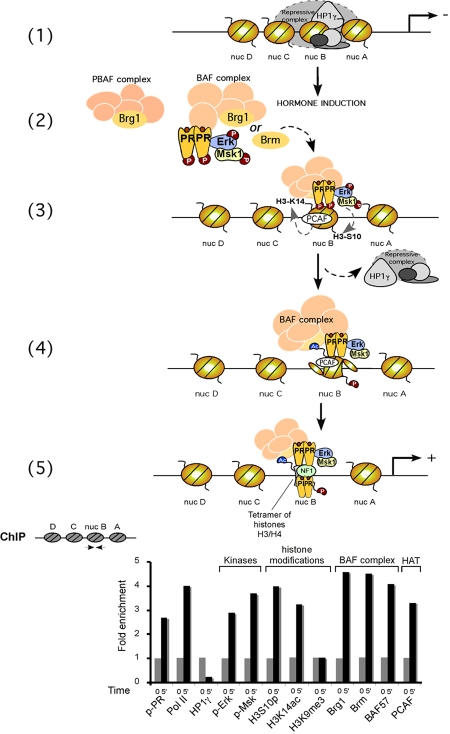 Erk signaling and chromatin remodeling in MMTV promoter activation by progestins.