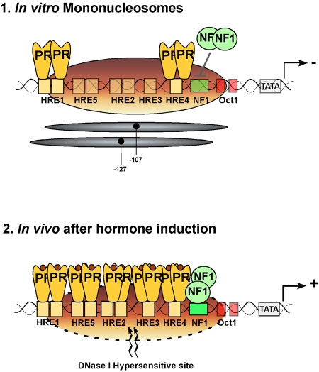 Erk signaling and chromatin remodeling in MMTV promoter activation by progestins.