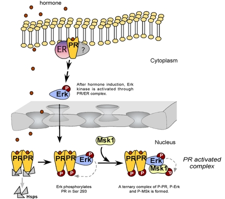 Erk signaling and chromatin remodeling in MMTV promoter activation by progestins.