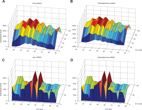 Stochastic spatio-temporal dynamic model for gene/protein interaction network in early Drosophila development.