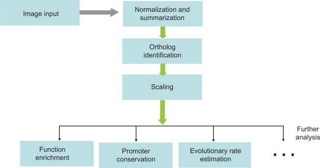 Microarray data analysis of gene expression evolution.