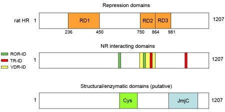 Hairless is a nuclear receptor corepressor essential for skin function.