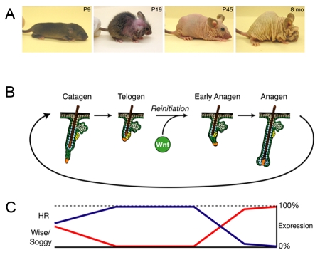 Hairless is a nuclear receptor corepressor essential for skin function.