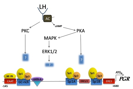 Control of oocyte release by progesterone receptor-regulated gene expression.