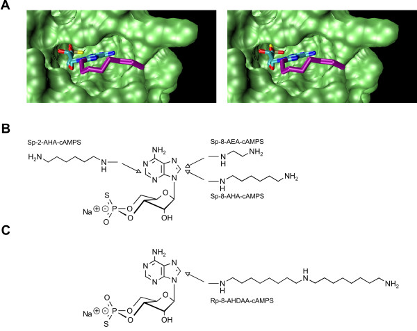 Chemical tools selectively target components of the PKA system.