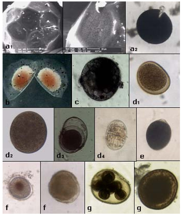 Egg banks in hypersaline lakes of the South-East Europe.