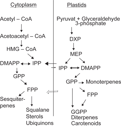 Perspectives on using physcomitrella patens as an alternative production platform for thapsigargin and other terpenoid drug candidates.