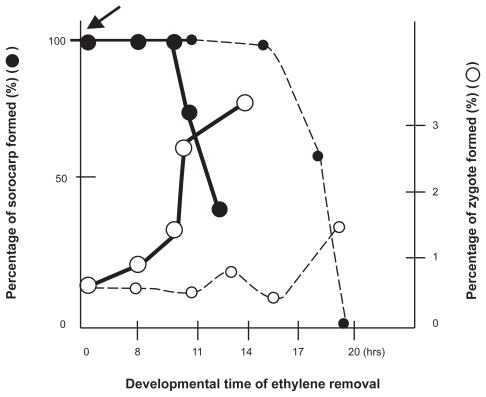 A novel function of ethylene.