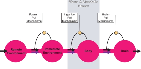 Build-ups in the supply chain of the brain: on the neuroenergetic cause of obesity and type 2 diabetes mellitus.