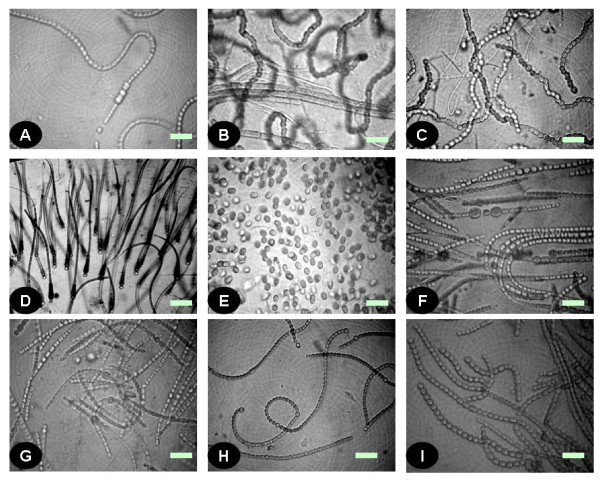 Molecular characterization and the effect of salinity on cyanobacterial diversity in the rice fields of Eastern Uttar Pradesh, India.