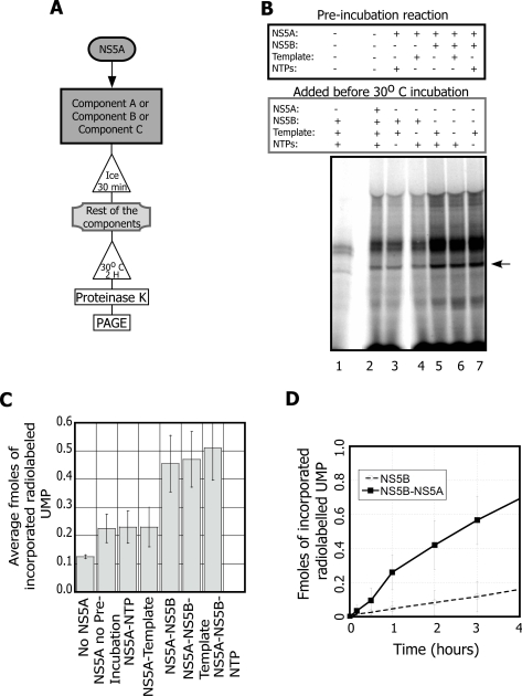 The Hepatitis C Virus NS5A Stimulates NS5B During In Vitro RNA Synthesis in a Template Specific Manner.