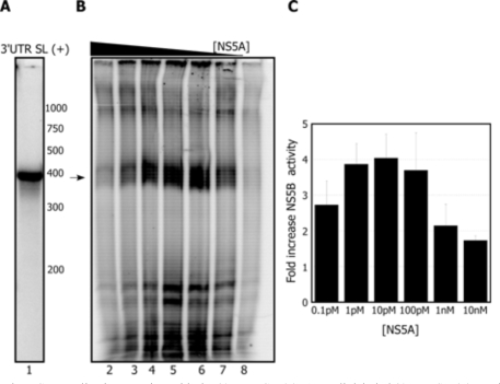 The Hepatitis C Virus NS5A Stimulates NS5B During In Vitro RNA Synthesis in a Template Specific Manner.