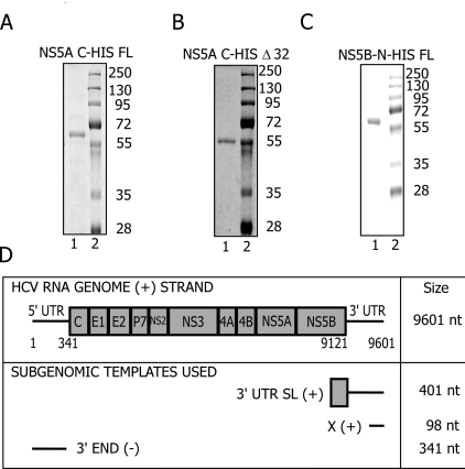 The Hepatitis C Virus NS5A Stimulates NS5B During In Vitro RNA Synthesis in a Template Specific Manner.