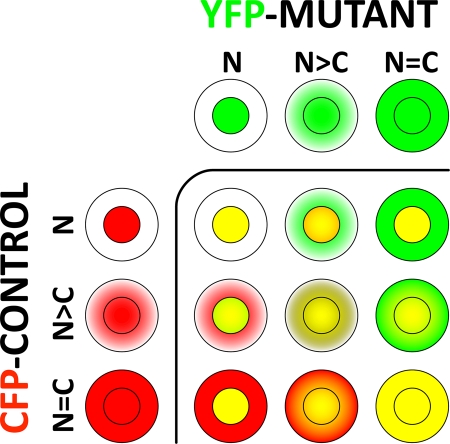 A novel approach to investigate the subcellular distribution of nuclear receptors in vivo.