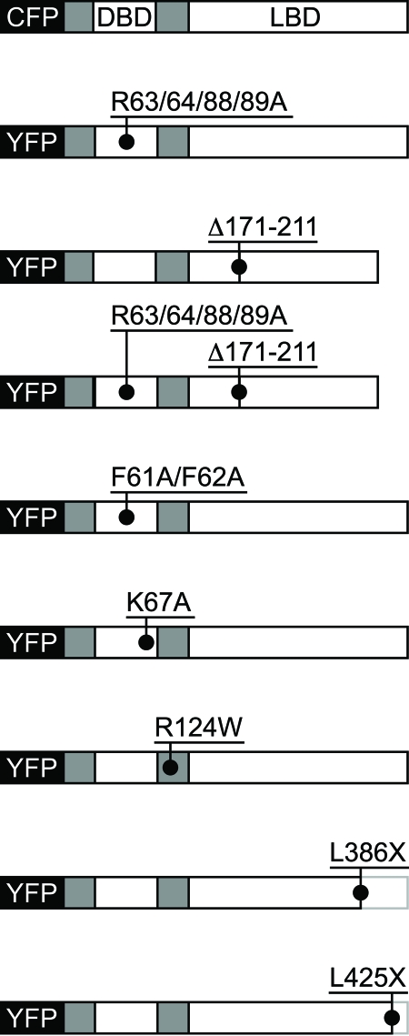 A novel approach to investigate the subcellular distribution of nuclear receptors in vivo.