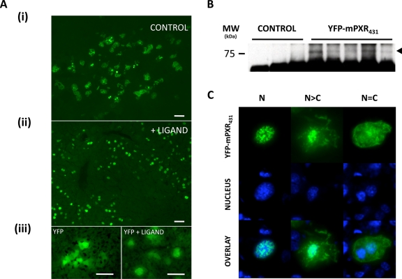 A novel approach to investigate the subcellular distribution of nuclear receptors in vivo.