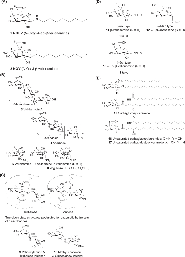 Chaperone therapy for neuronopathic lysosomal diseases: competitive inhibitors as chemical chaperones for enhancement of mutant enzyme activities.