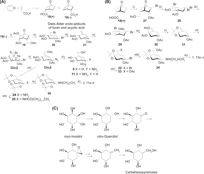 Chaperone therapy for neuronopathic lysosomal diseases: competitive inhibitors as chemical chaperones for enhancement of mutant enzyme activities.