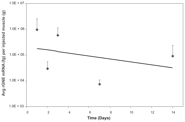 Safety and in vivo expression of a GNE-transgene: a novel treatment approach for hereditary inclusion body myopathy-2.