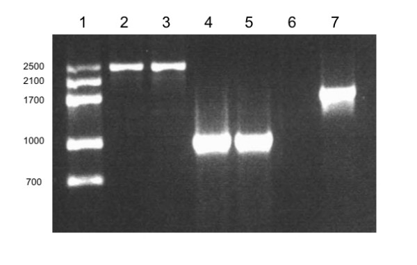 DNA fingerprinting differentiation between beta-carotene hyperproducer strains of Dunaliella from around the world.