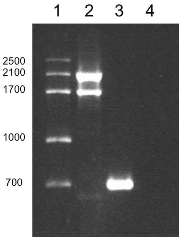 DNA fingerprinting differentiation between beta-carotene hyperproducer strains of Dunaliella from around the world.