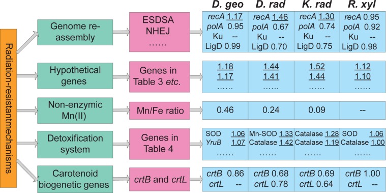 Gene Expression Analysis of Four Radiation-resistant Bacteria.