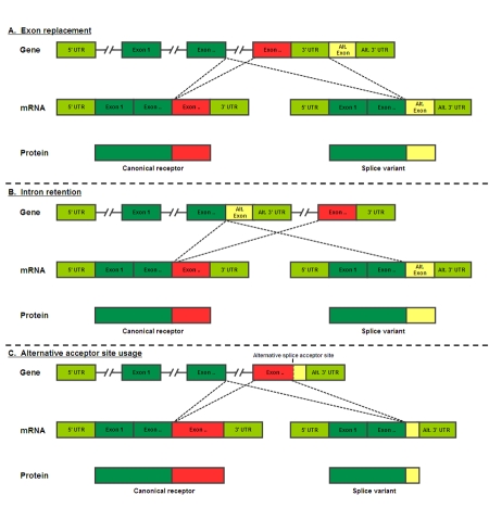 Naturally occurring C-terminal splice variants of nuclear receptors.