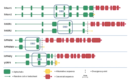 Naturally occurring C-terminal splice variants of nuclear receptors.