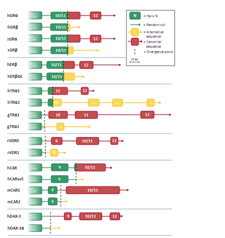 Naturally occurring C-terminal splice variants of nuclear receptors.