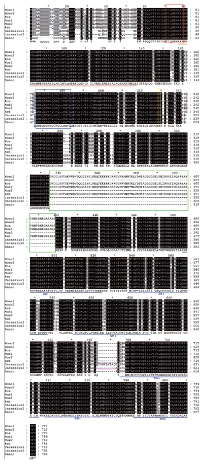 The goldfish SG2NA gene encodes two alpha-type regulatory subunits for PP-2A and displays distinct developmental expression pattern.