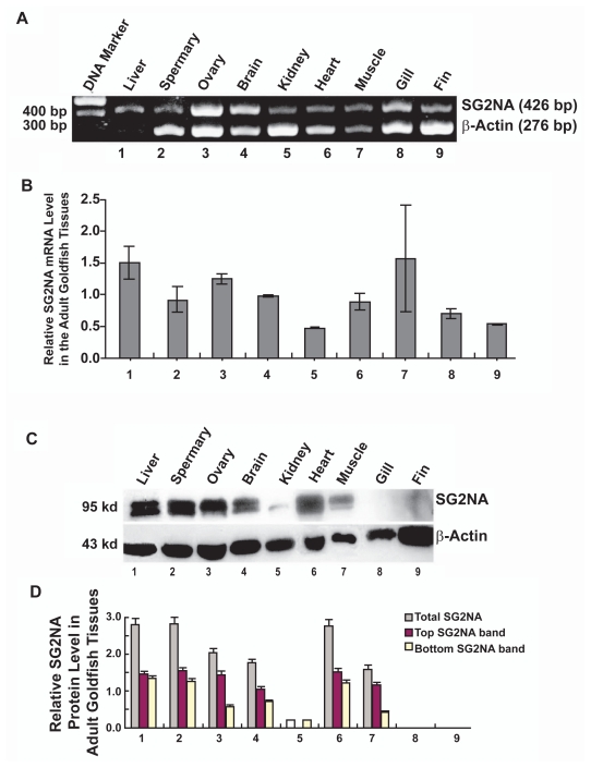 The goldfish SG2NA gene encodes two alpha-type regulatory subunits for PP-2A and displays distinct developmental expression pattern.