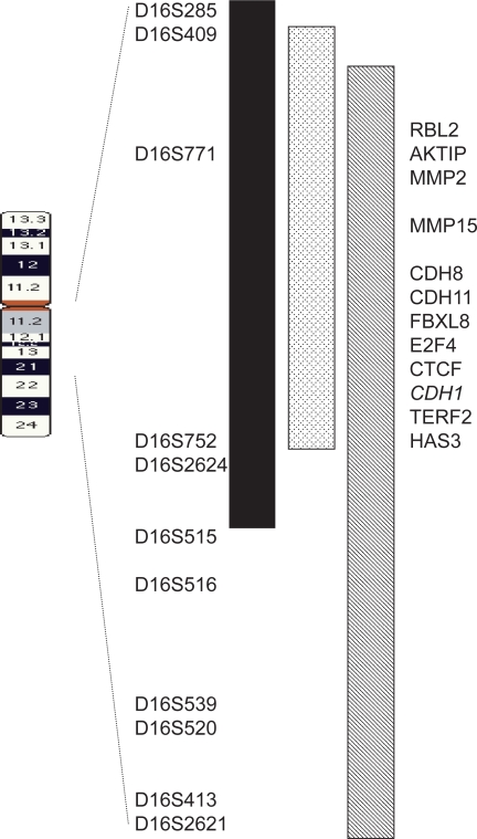 Genomic heterogeneity of breast tumor pathogenesis.