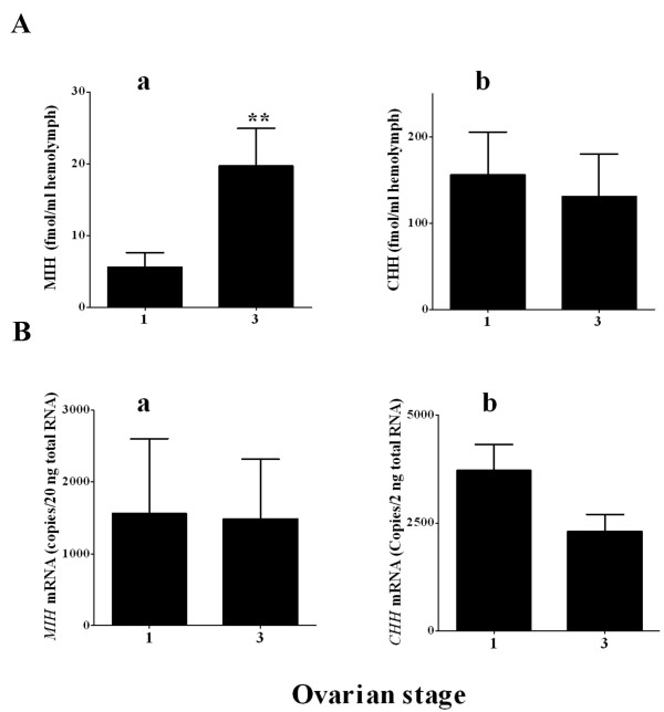 Molt-inhibiting hormone stimulates vitellogenesis at advanced ovarian developmental stages in the female blue crab, Callinectes sapidus 1: an ovarian stage dependent involvement.