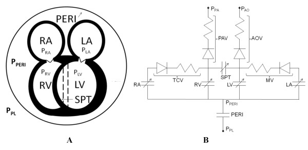 Using a human cardiovascular-respiratory model to characterize cardiac tamponade and pulsus paradoxus.