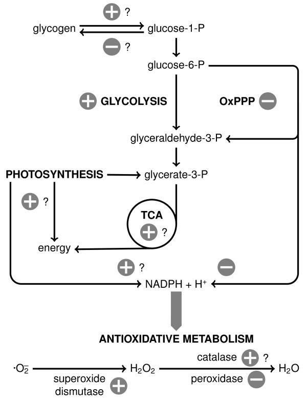 A systems biology approach to investigate the response of Synechocystis sp. PCC6803 to a high salt environment.