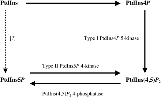 Localization, regulation and function of Type II phosphatidylinositol 5-phosphate 4-kinases