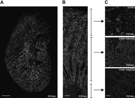 Localization, regulation and function of Type II phosphatidylinositol 5-phosphate 4-kinases