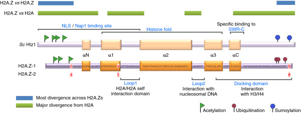 Sometimes one just isn't enough: do vertebrates contain an H2A.Z hyper-variant?