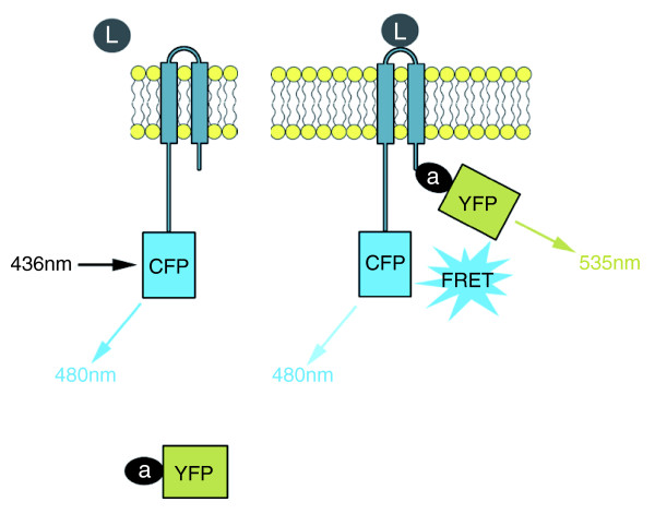 No better time to FRET: shedding light on host pathogen interactions.