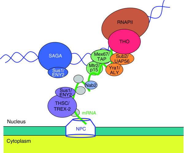 The THO complex as a key mRNP biogenesis factor in development and cell differentiation.