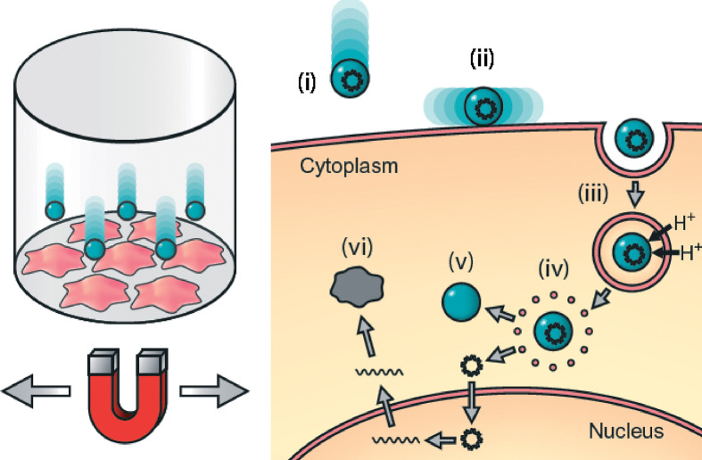 Evaluation of the magnetic field requirements for nanomagnetic gene transfection.