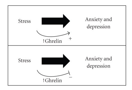 Ghrelin's Roles in Stress, Mood, and Anxiety Regulation.