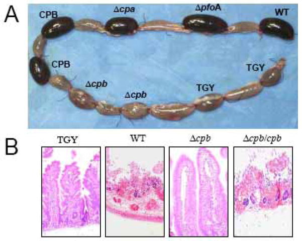 <i>Clostridium Perfringens</i> Toxins Involved in Mammalian Veterinary Diseases.