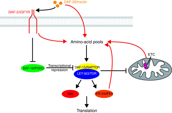 Regulation of metabolism in Caenorhabditis elegans longevity.